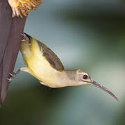 Little Spiderhunter