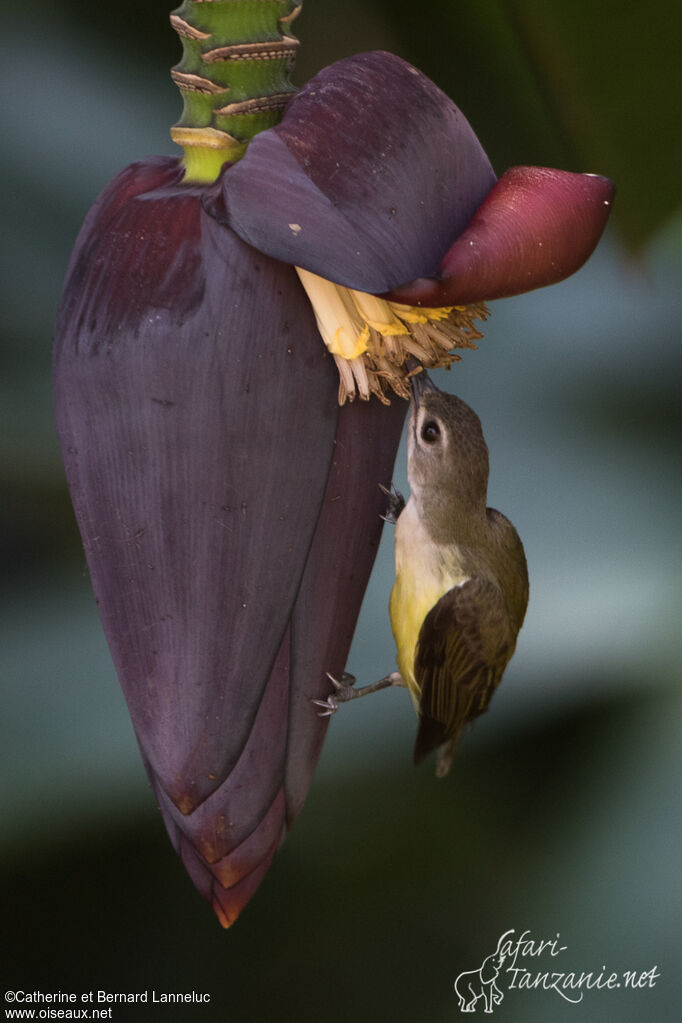 Little Spiderhunteradult, feeding habits