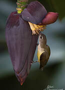 Little Spiderhunter