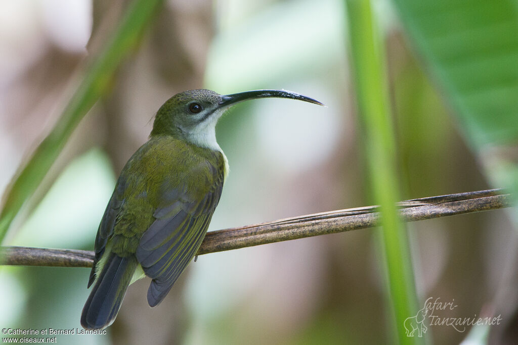 Little Spiderhunteradult, identification