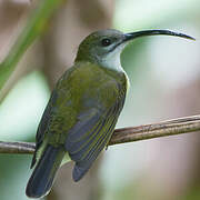 Little Spiderhunter