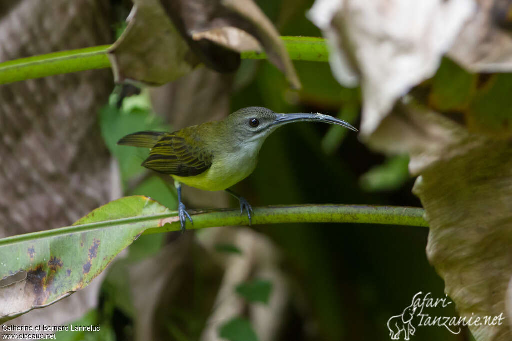 Little Spiderhunteradult, identification