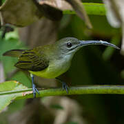 Little Spiderhunter