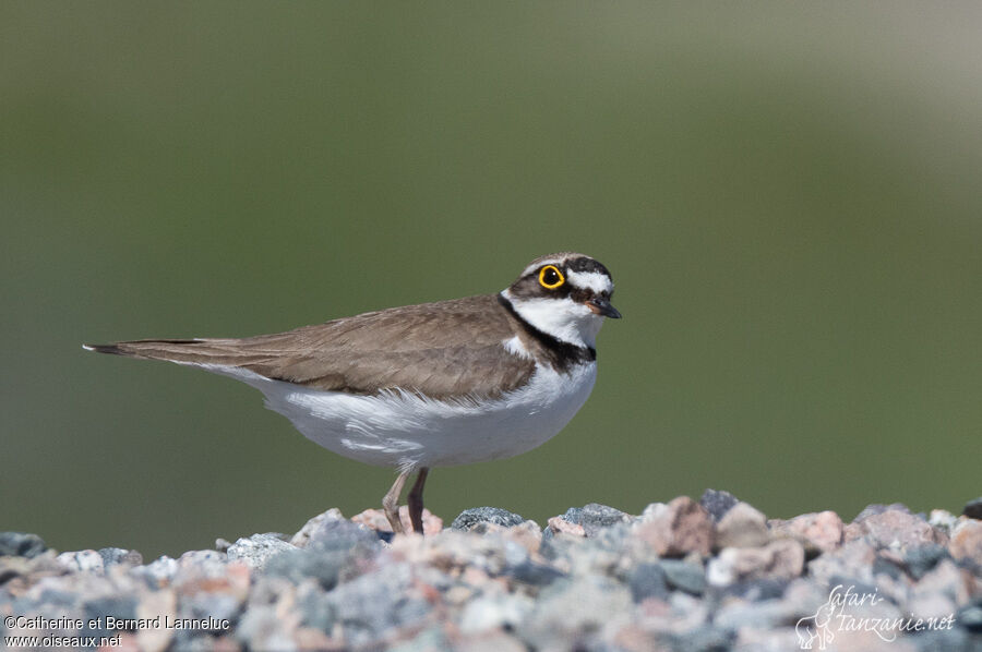 Little Ringed Ploveradult breeding