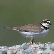 Little Ringed Plover