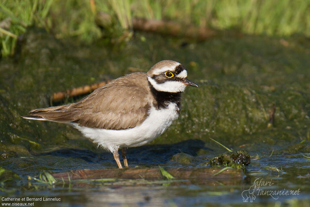 Little Ringed Plover female adult breeding, identification