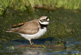 Little Ringed Plover