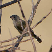 Lesser Honeyguide