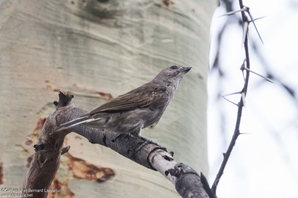 Lesser Honeyguide