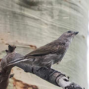 Lesser Honeyguide