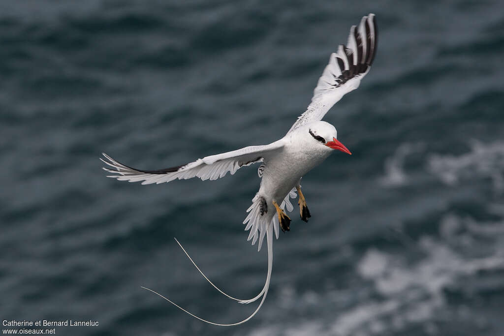 Red-billed Tropicbirdadult, pigmentation, Flight, Behaviour