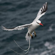 Red-billed Tropicbird