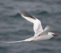 Red-billed Tropicbird