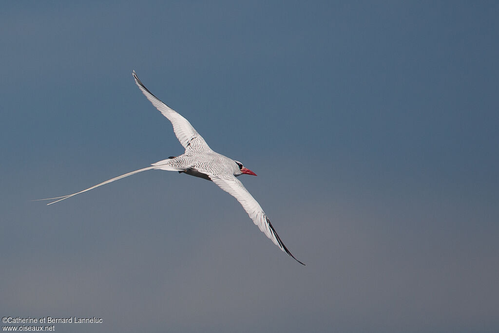 Red-billed Tropicbirdadult