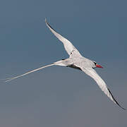 Red-billed Tropicbird