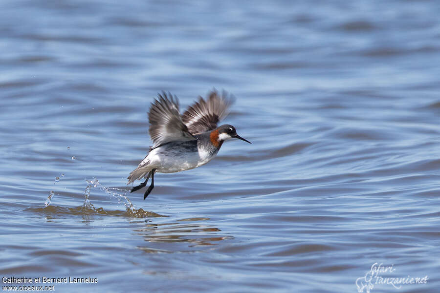 Phalarope à bec étroit femelle adulte nuptial, Vol