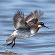 Phalarope à bec étroit