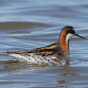 Red-necked Phalarope