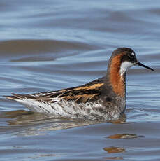 Phalarope à bec étroit