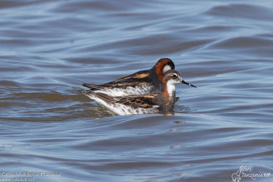 Red-necked Phalaropeadult breeding