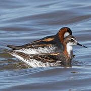 Red-necked Phalarope