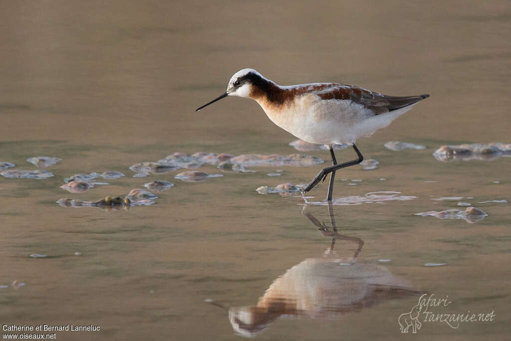 Phalarope de Wilson femelle adulte nuptial, Comportement