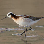 Wilson's Phalarope