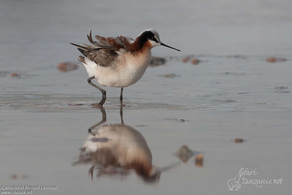 Phalarope de Wilson femelle adulte nuptial, identification