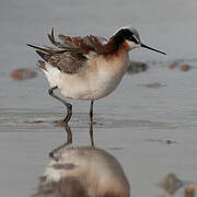 Wilson's Phalarope