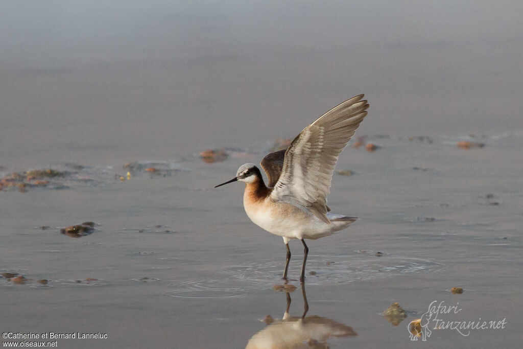 Wilson's Phalarope female adult breeding, Flight