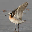 Phalarope de Wilson