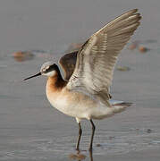 Wilson's Phalarope