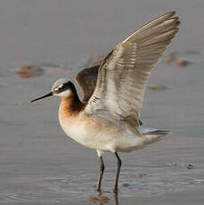 Phalarope de Wilson