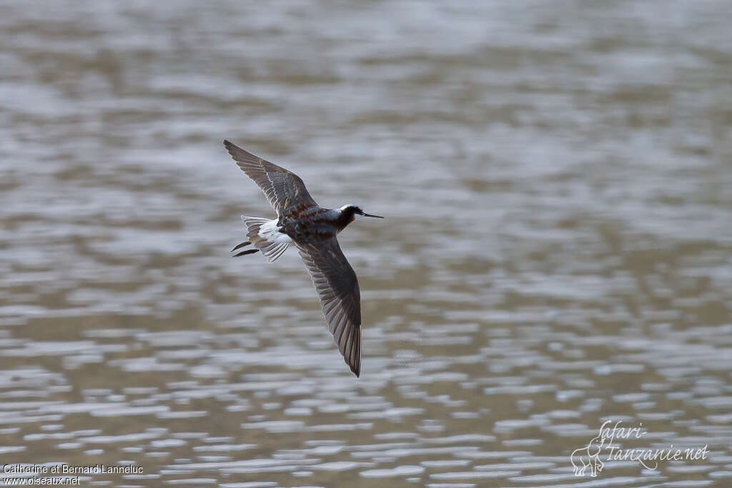 Phalarope de Wilson femelle adulte nuptial, Vol