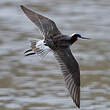 Phalarope de Wilson