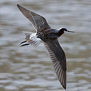 Wilson's Phalarope