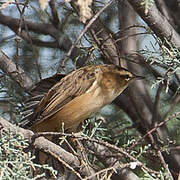 Sedge Warbler