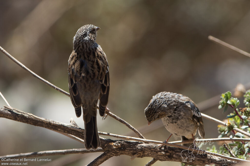 Mourning Sierra Finchjuvenile, identification