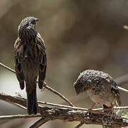 Mourning Sierra Finch