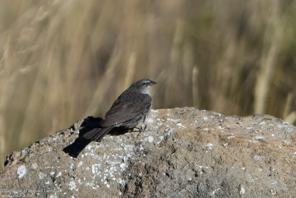 Ash-breasted Sierra Finch