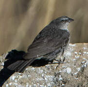 Ash-breasted Sierra Finch