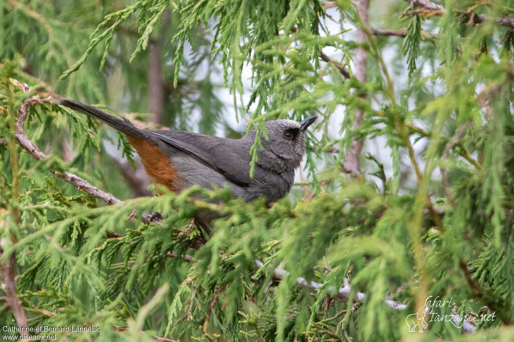 Abyssinian Catbirdadult, identification