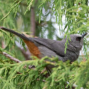 Abyssinian Catbird