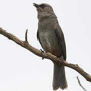 Abyssinian Catbird