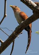 Squirrel Cuckoo