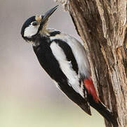 White-winged Woodpecker