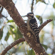 Grey-capped Pygmy Woodpecker