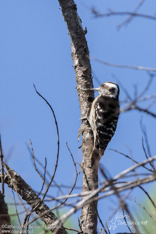 Grey-capped Pygmy Woodpeckeradult