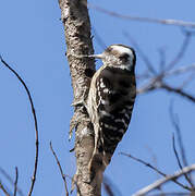 Grey-capped Pygmy Woodpecker