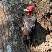 Red-necked Woodpecker